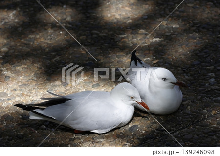 Silver gulls resting. Silver gulls resting. 139246098
