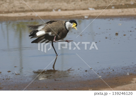 Masked lapwing scratching. 139246120