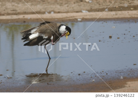 Masked lapwing scratching. 139246122