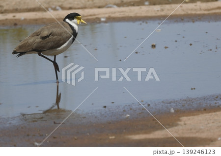 Masked lapwing resting. 139246123