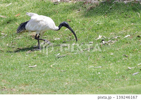 Australian white ibis. 139246167