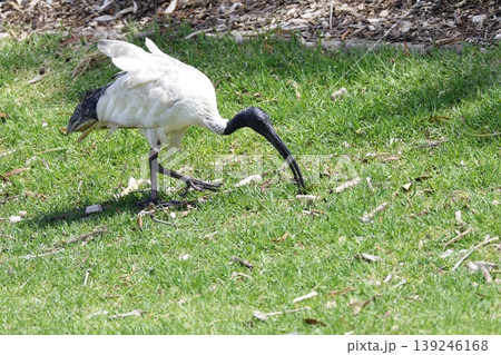 Australian white ibis. 139246168