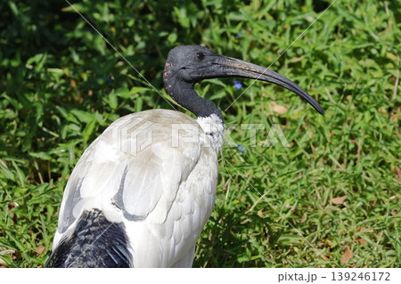 Australian white ibis. Australian white ibis. 139246172
