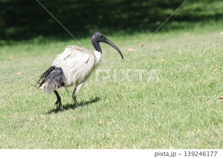 Australian white ibis. Australian white ibis. 139246177