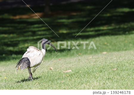 Australian white ibis. Australian white ibis. 139246178