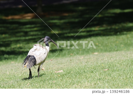 Australian white ibis. 139246186