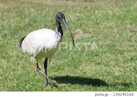 Australian white ibis. 139246188
