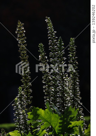 Inflorescences of bear's breeches. Inflorescences of bear's breeches. 139246202