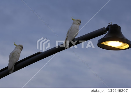 Greater sulphur-crested cockatoos. Greater sulphur-crested cockatoos. 139246207