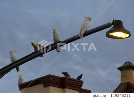 Greater sulphur-crested cockatoos. Greater sulphur-crested cockatoos. 139246211