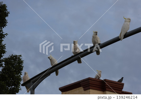 Greater sulphur-crested cockatoos. Greater sulphur-crested cockatoos. 139246214