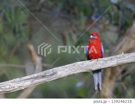 Crimson rosella Platycercus elegans elegans. Crimson rosella Platycercus elegans elegans. 139246219