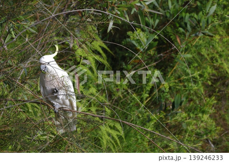Greater sulphur-crested cockatoo. Greater sulphur-crested cockatoo. 139246233