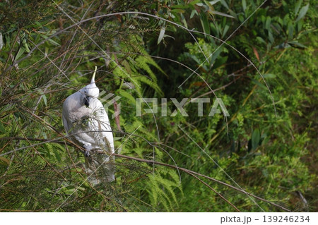 Greater sulphur-crested cockatoo. 139246234