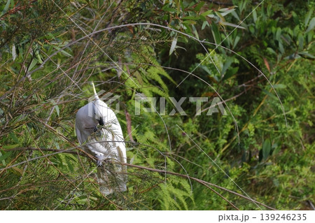 Greater sulphur-crested cockatoo. Greater sulphur-crested cockatoo. 139246235