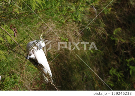Greater sulphur-crested cockatoo. 139246238