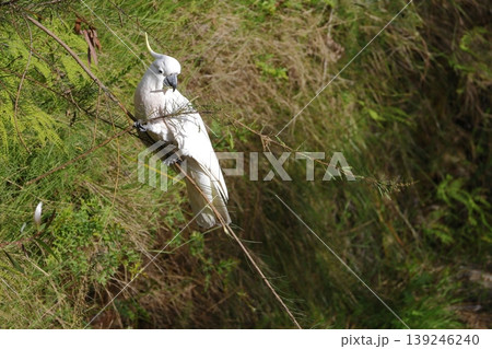 Greater sulphur-crested cockatoo. 139246240