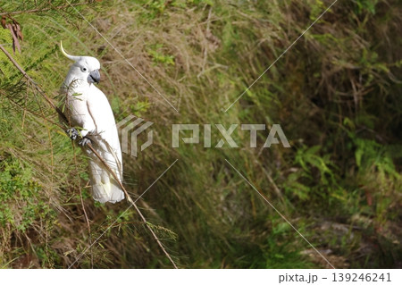 Greater sulphur-crested cockatoo. Greater sulphur-crested cockatoo. 139246241