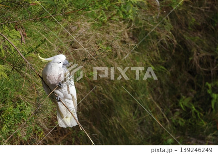 Greater sulphur-crested cockatoo. Greater sulphur-crested cockatoo. 139246249