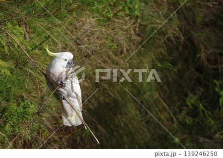 Greater sulphur-crested cockatoo. 139246250