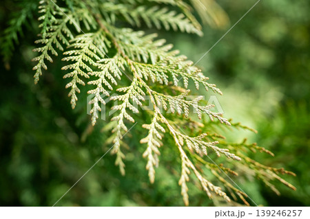 Gentle plant closeup. Delicate cedar foliage with dew captures subtle textures and details 139246257