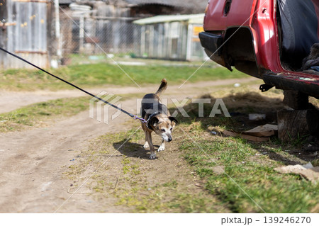Dog leash alertness. Closeup of beagle showing tension and alertness during walk Dog leash alertness. Closeup of beagle showing tension and alertness during walk 139246270