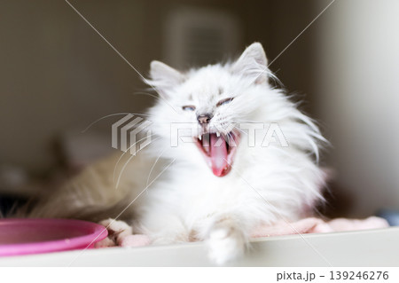 Relaxed cat stretching on cozy shelf. Playful feline enjoying peaceful morning indoors 139246276