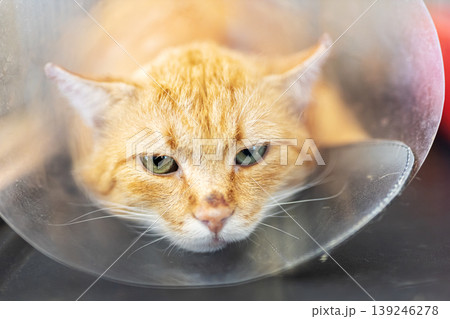 Orange feline postsurgery recovery. Injured orange cat resting after veterinary operation 139246278