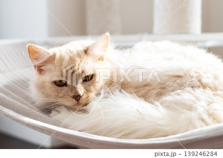 Serene feline lounging. Relaxed cat with silky fur basking in sun inside cozy home corner 139246284
