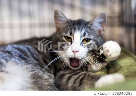 White and gray feline vocalizing loudly. Meowing cat with raised paw showing distress 139246285