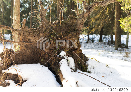 Forest floor awakens softly today. Gentle sunlight illuminates mosscovered roots beneath trees Forest floor awakens softly today. Gentle sunlight illuminates mosscovered roots beneath trees 139246299