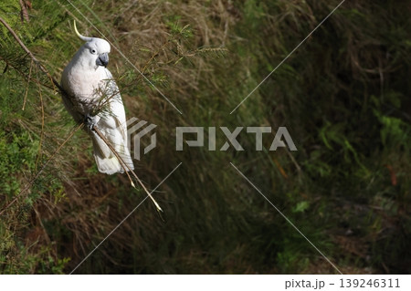 Greater sulphur-crested cockatoo. Greater sulphur-crested cockatoo. 139246311