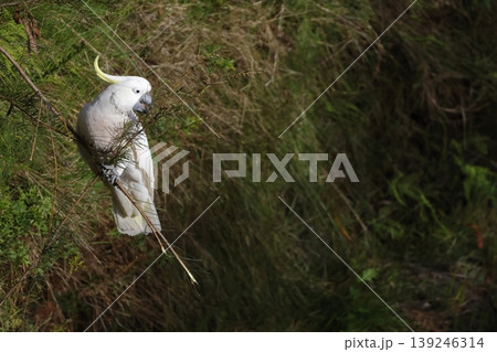 Greater sulphur-crested cockatoo. 139246314