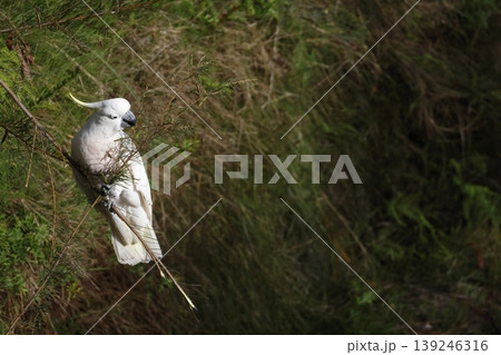 Greater sulphur-crested cockatoo. Greater sulphur-crested cockatoo. 139246316