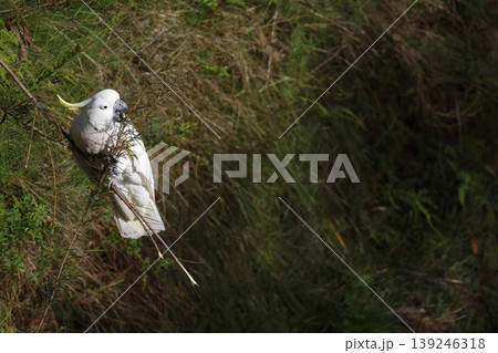 Greater sulphur-crested cockatoo. 139246318