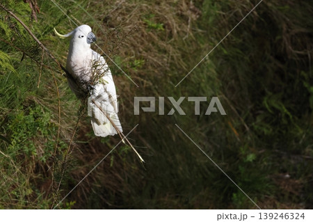 Greater sulphur-crested cockatoo. Greater sulphur-crested cockatoo. 139246324