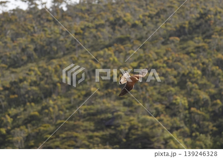 Nankeen kestrel in flight. 139246328