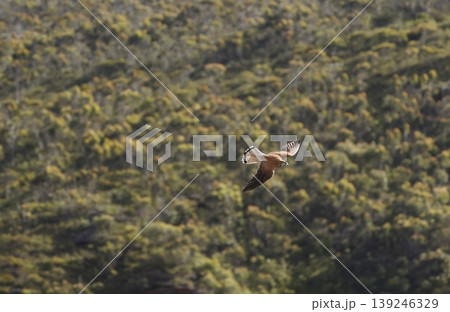 Nankeen kestrel in flight. Nankeen kestrel in flight. 139246329