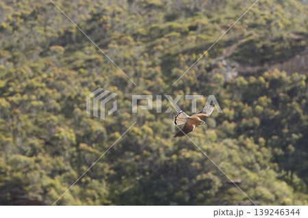 Nankeen kestrel in flight. Nankeen kestrel in flight. 139246344