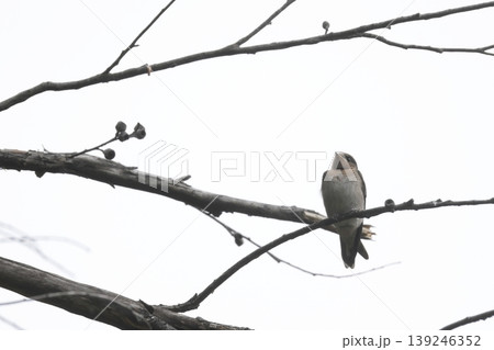 Welcome swallow Hirundo neoxena. Welcome swallow Hirundo neoxena. 139246352