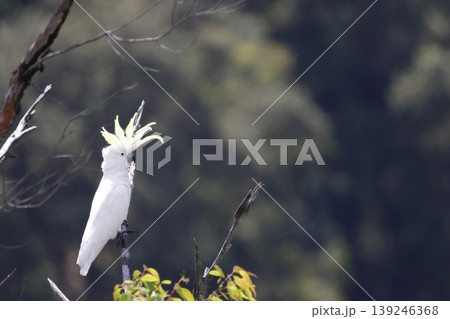 Greater sulphur-crested cockatoo. Greater sulphur-crested cockatoo. 139246368
