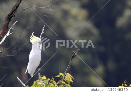 Greater sulphur-crested cockatoo. Greater sulphur-crested cockatoo. 139246370