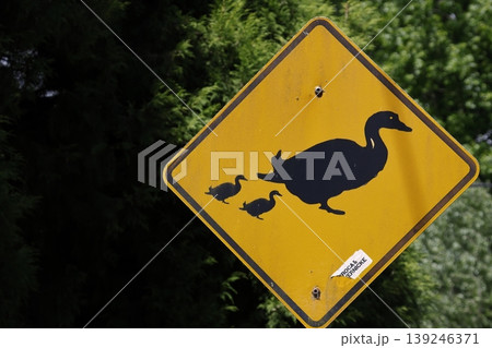 Duck crossing sign. 139246371