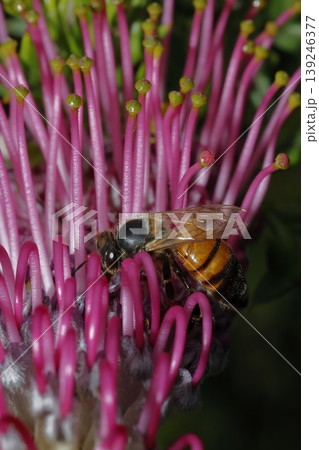Western honey bee. 139246377