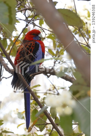 Crimson rosella Platycercus elegans elegans. Crimson rosella Platycercus elegans elegans. 139246388