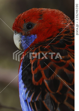 Crimson rosella Platycercus elegans elegans. Crimson rosella Platycercus elegans elegans. 139246390