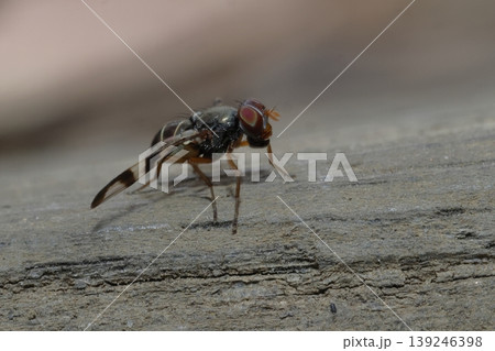 Detail of a picture-winged fly. Detail of a picture-winged fly. 139246398