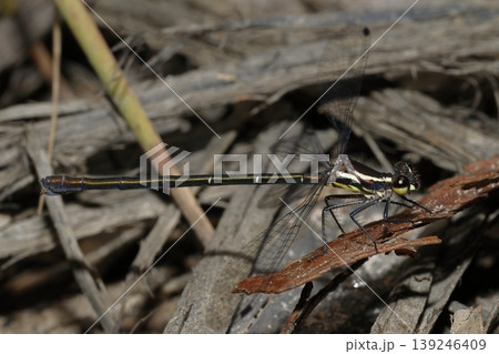 Female common flatwing. 139246409