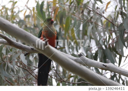 Australian king parrot. Australian king parrot. 139246411