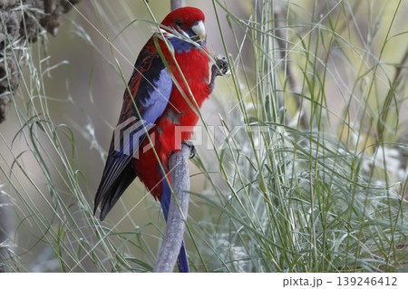 Crimson rosella feeding. Crimson rosella feeding. 139246412